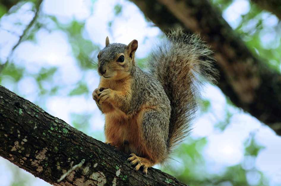 Clínica de Recuperação Esquadrão Resgate em Estrela d'Oeste SP