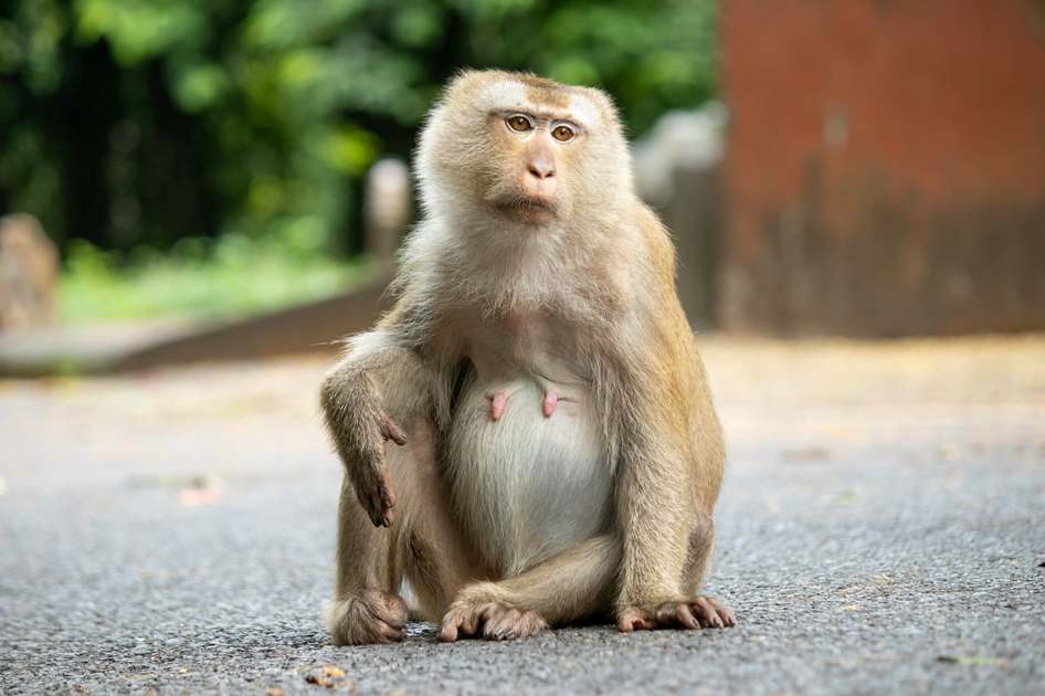 Clínica de Recuperação Estiva Gerbi SP Número de Telefone