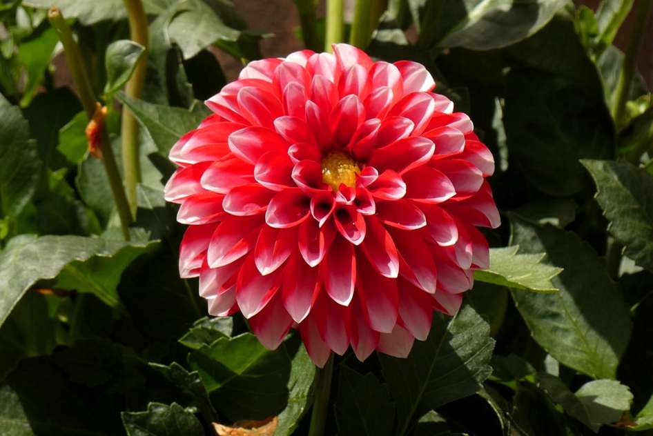 Clinica de Recuperação Gratuita em Cabreúva SP