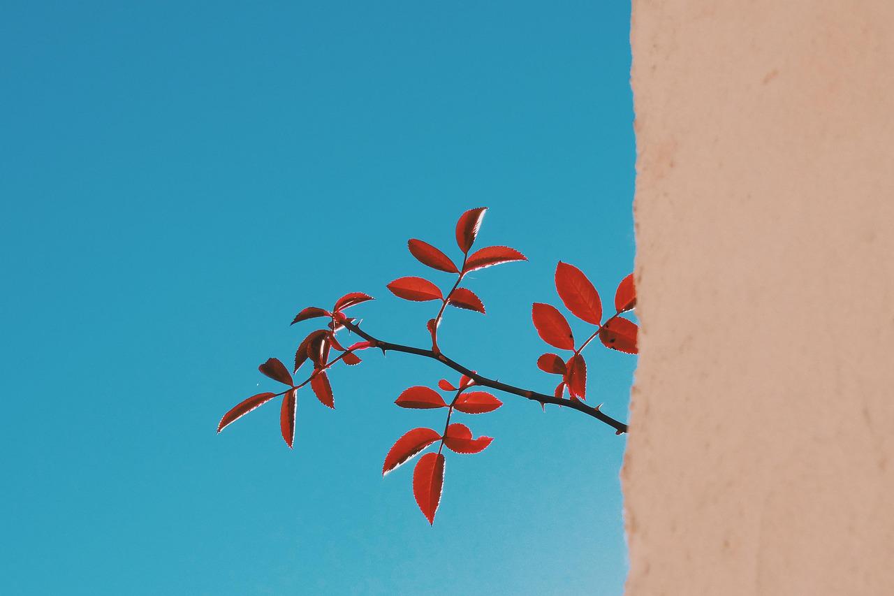Qual a Melhor Clinica de Reabilitação de Mirante do Paranapanema SP